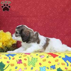 Peacock, Cavachon Puppy